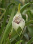 coriacea